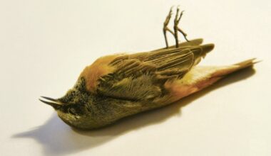 Kleiner Vogel, der auf hellem Grund auf dem Rücken liegt und tot sein könnte (Bild: Verlag Klaus Wagenbach)