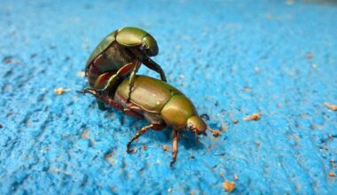 Auf hellblauem Untergrund (vielleicht eine Mauer) paaren sich zwei grüne Käfer (Nahaufnahme). (Bild: Romi Yusardi auf Unsplash)