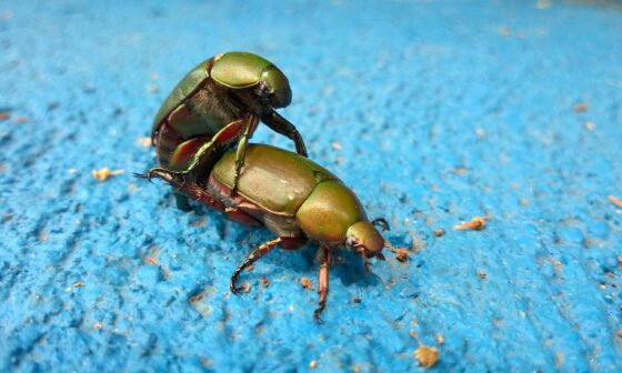 Auf hellblauem Untergrund (vielleicht eine Mauer) paaren sich zwei grüne Käfer (Nahaufnahme). (Bild: Romi Yusardi auf Unsplash)